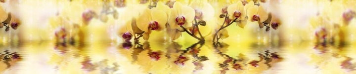 Орхидеи - skinali 0250