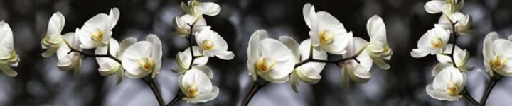 Орхидеи - skinali 0362