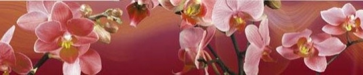 Орхидеи - skinali 0430
