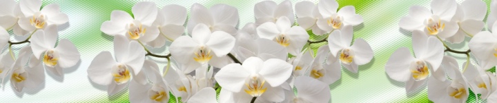 Орхидеи - skinali-10512