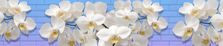 Орхидеи - skinali-10513
