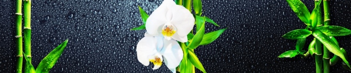 Орхидеи - skinali-10553