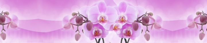 Орхидеи - skinali-10556