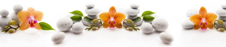 Орхидеи - skinali-10557