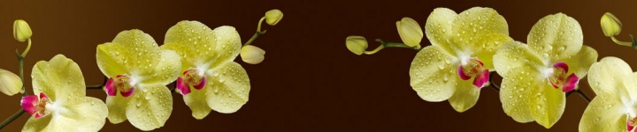 Орхидеи - skinali 1791