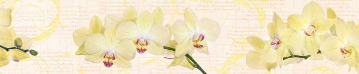 Орхидеи - skinali 2072