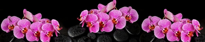 Орхидеи - skinali 2126