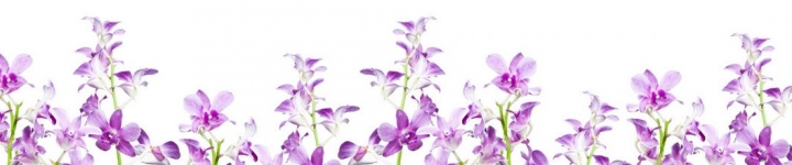 Орхидеи - skinali 2138
