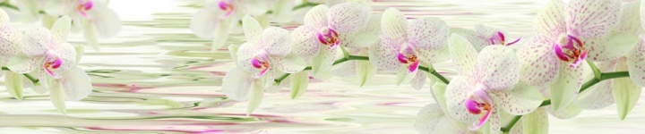 Орхидеи - skinali 2169