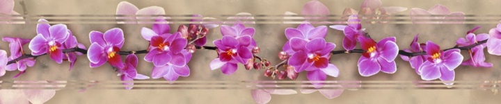 Орхидеи - skinali 2230