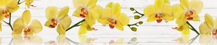 Орхидеи - skinali 2399