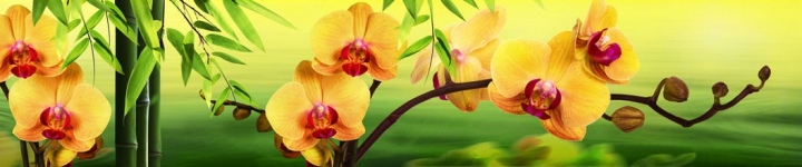 Орхидеи - skinali 2507