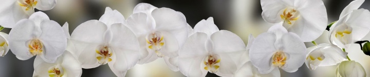 Орхидеи - skinali 2621