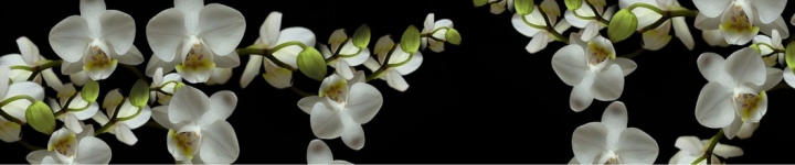 Орхидеи - skinali 2668