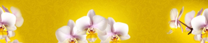 Орхидеи - skinali 2729