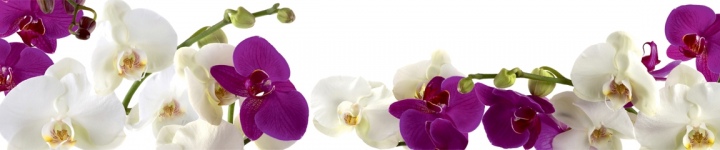 Орхидеи - skinali 3346
