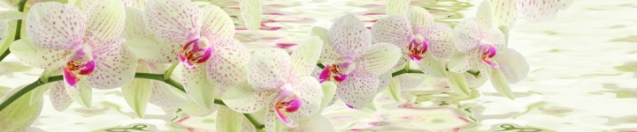 Орхидеи - skinali 3356