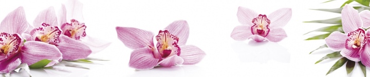 Орхидеи - skinali 3357