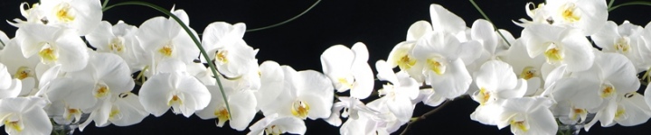Орхидеи - skinali 3387