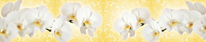 Орхидеи - skinali 3483