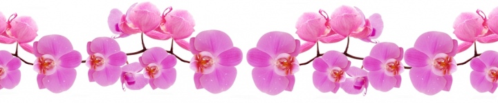Орхидеи - skinali 3551