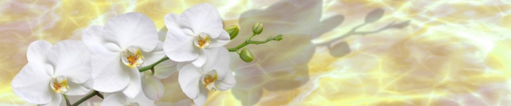 Орхидеи - skinali 3553