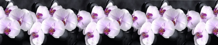 Орхидеи - skinali 3591