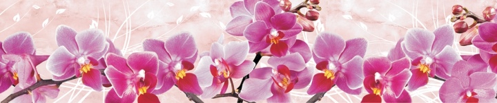 Орхидеи - skinali 3627