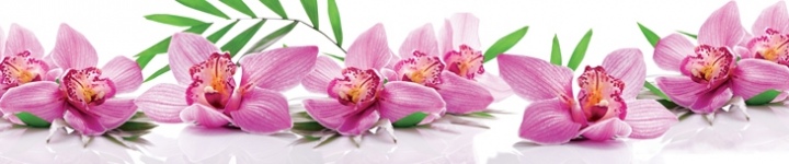 Орхидеи - skinali 3646