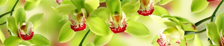 Орхидеи - skinali 3649