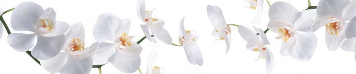 Орхидеи - skinali 3657