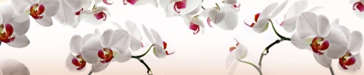 Орхидеи - skinali-5654