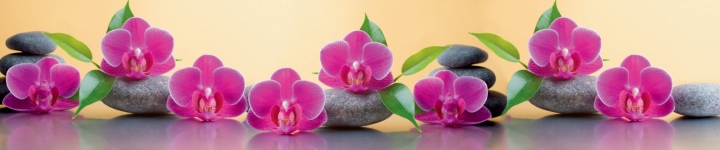 Орхидеи - skinali-5674