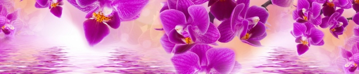 Орхидеи - skinali-5775
