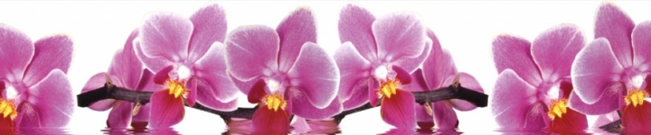 Орхидеи - skinali-5848