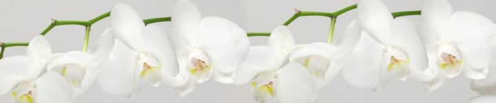 Орхидеи - skinali-5906