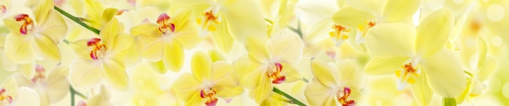 Орхидеи - skinali-5940