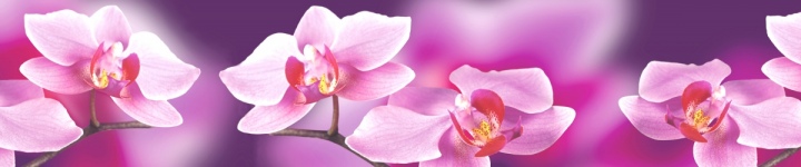 Орхидеи - skinali-6182