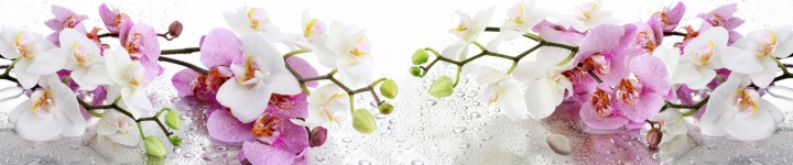 Орхидеи - skinali-6187