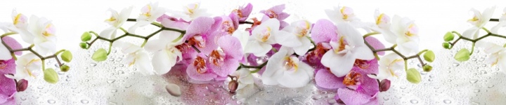 Орхидеи - skinali-6188