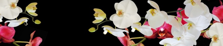 Орхидеи - skinali-6190