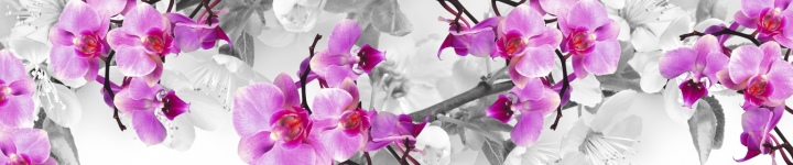 Орхидеи - skinali-6617