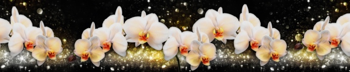 Орхидеи - skinali-6651