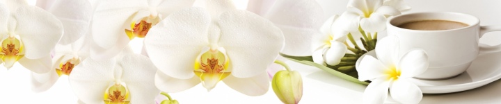 Орхидеи - skinali-6659
