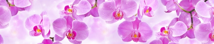 Орхидеи - skinali-6816