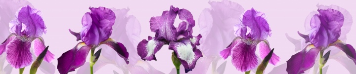 Орхидеи - skinali-6855