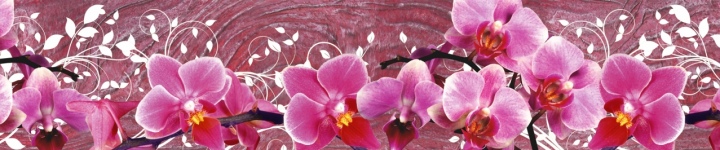 Орхидеи - skinali-6866