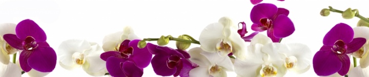 Орхидеи - skinali-6927