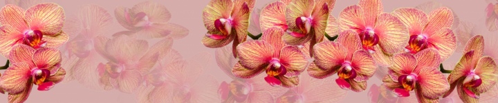 Орхидеи - skinali-6939