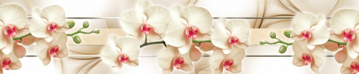 Орхидеи - skinali-7712